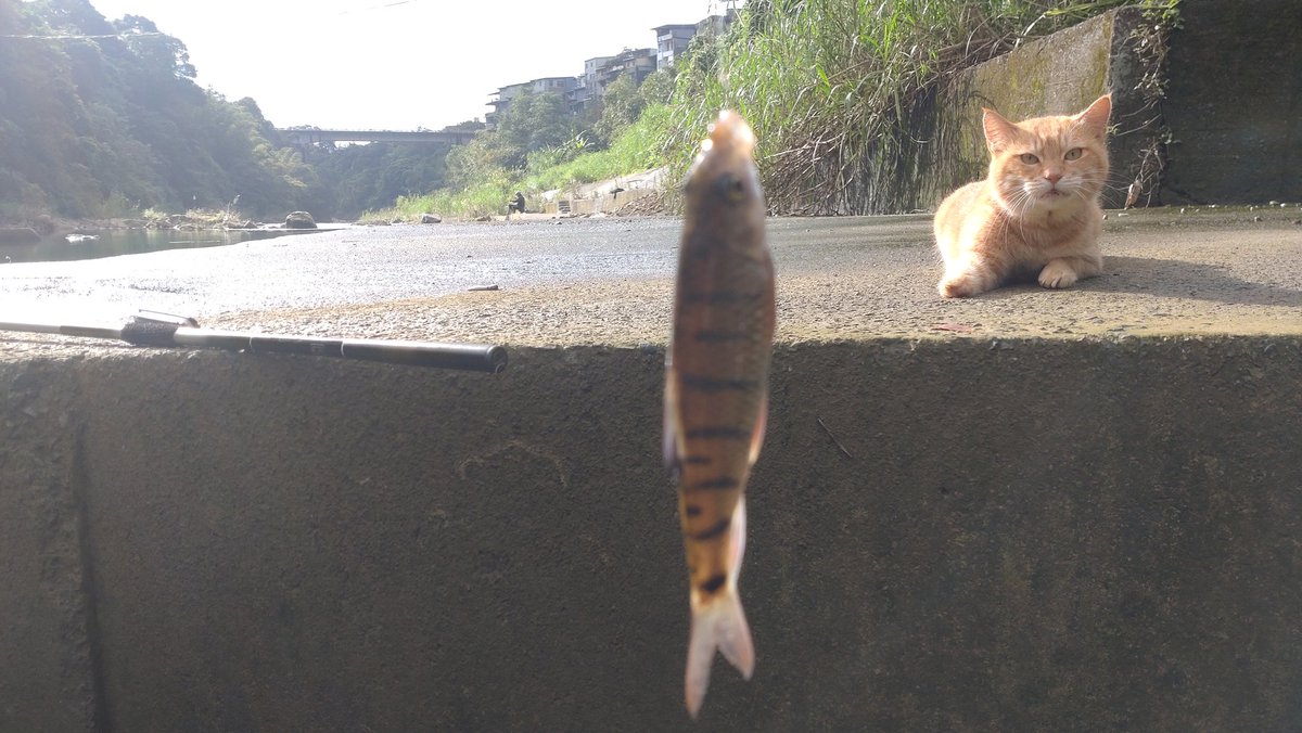 tombaer978's tweet photo. 今日釣魚監工換班了 https://t.co/xg1usknAr7