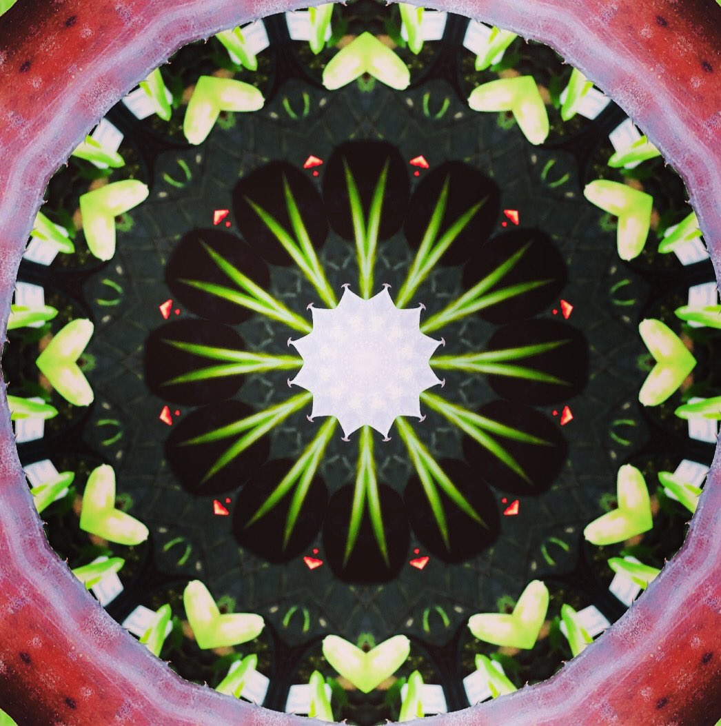SamArpa24985706's tweet photo. Aechmea Black Zombie Mandala #art #digitalart #mandala #archmea https://t.co/0cGXRMf3K5