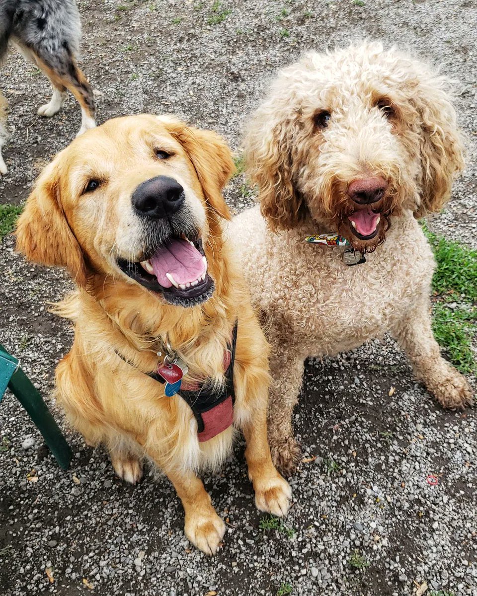WalkinDogwalk's tweet photo. This  #socialSaturday we are celebrating duos!
🐶🐶❤❤🐾🐾🐕🐕
#duos #parkpals #minipoodle #minischnauzer #goldenretriever #goldendoodle #springerspaniel #brindleboxer #pomskylove #pomskylife #ducktoller #GrumpyGus https://t.co/PvHqIwa7is