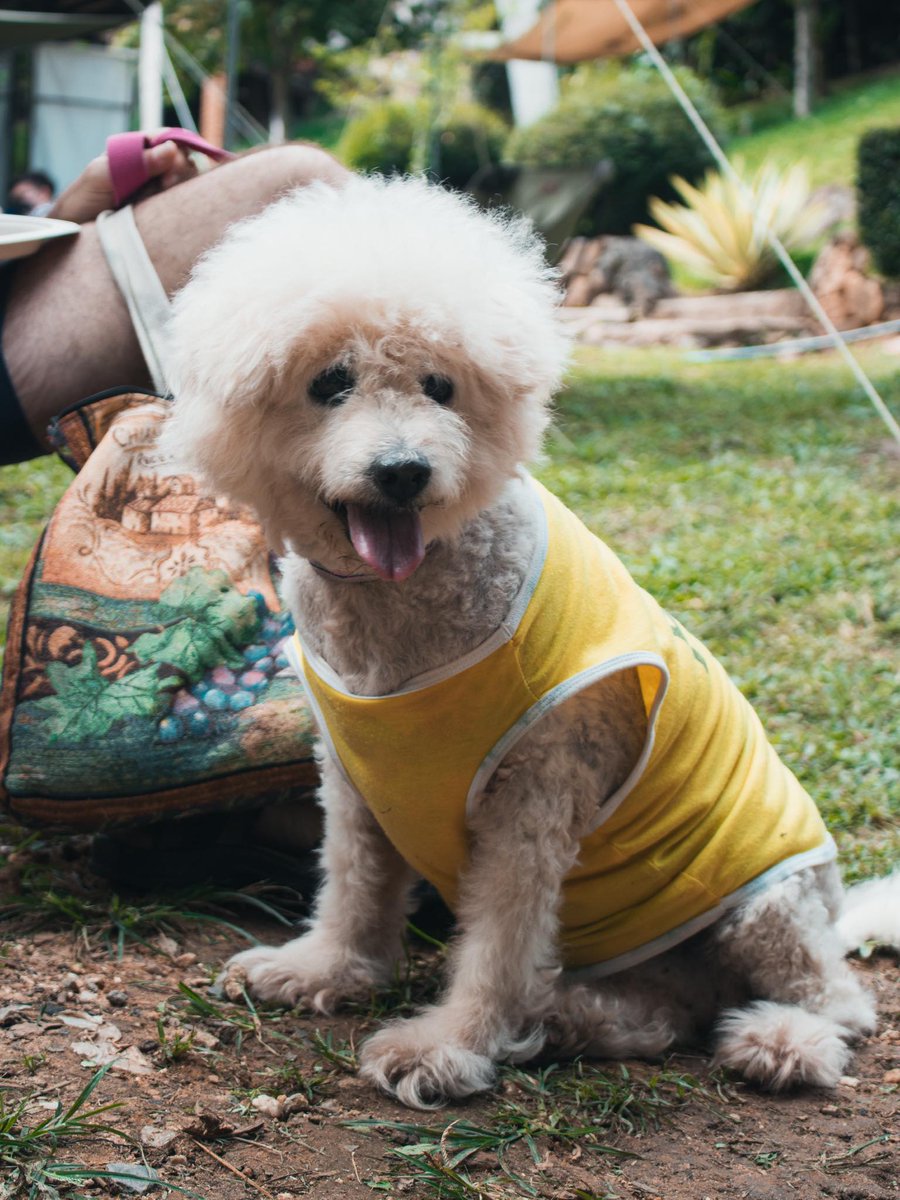 paulbrunning's tweet photo. @RobbieRinder We also lost our dog, Santa, the day before yesterday. She had been sick, but appeared to be making a good recovery. We are devastated, as she was an essential part of our family for 13 years. RIP sweetie. https://t.co/LSJKLyBKSM