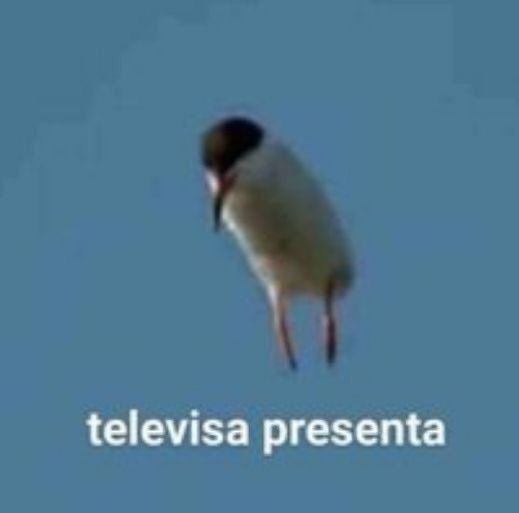 EllisSunbae's tweet photo. @ElAlexQuackity Yo cuando alguien me quiere https://t.co/cUEPMYkVzq