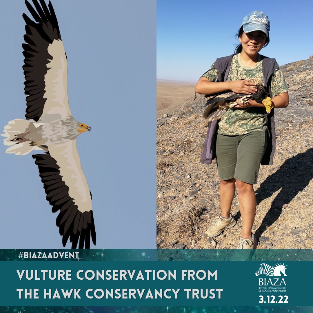 BIAZA's tweet photo. The @HawkConservancy Trust have had a busy 2022! #BIAZAAdvent 🎄

In July, the field team visited Uzbekistan to satellite tag Endangered Egyptian vultures, giving the Trust a robust understanding of migration routes, threats, and conservation strategy 🦅

https://t.co/CYp0rWnJTv https://t.co/9ItW1w7Sjc