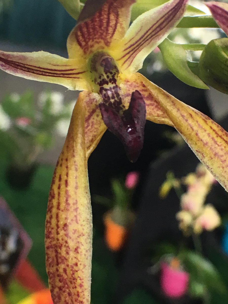 DizzyBigIsland🌋🧷 tweet media