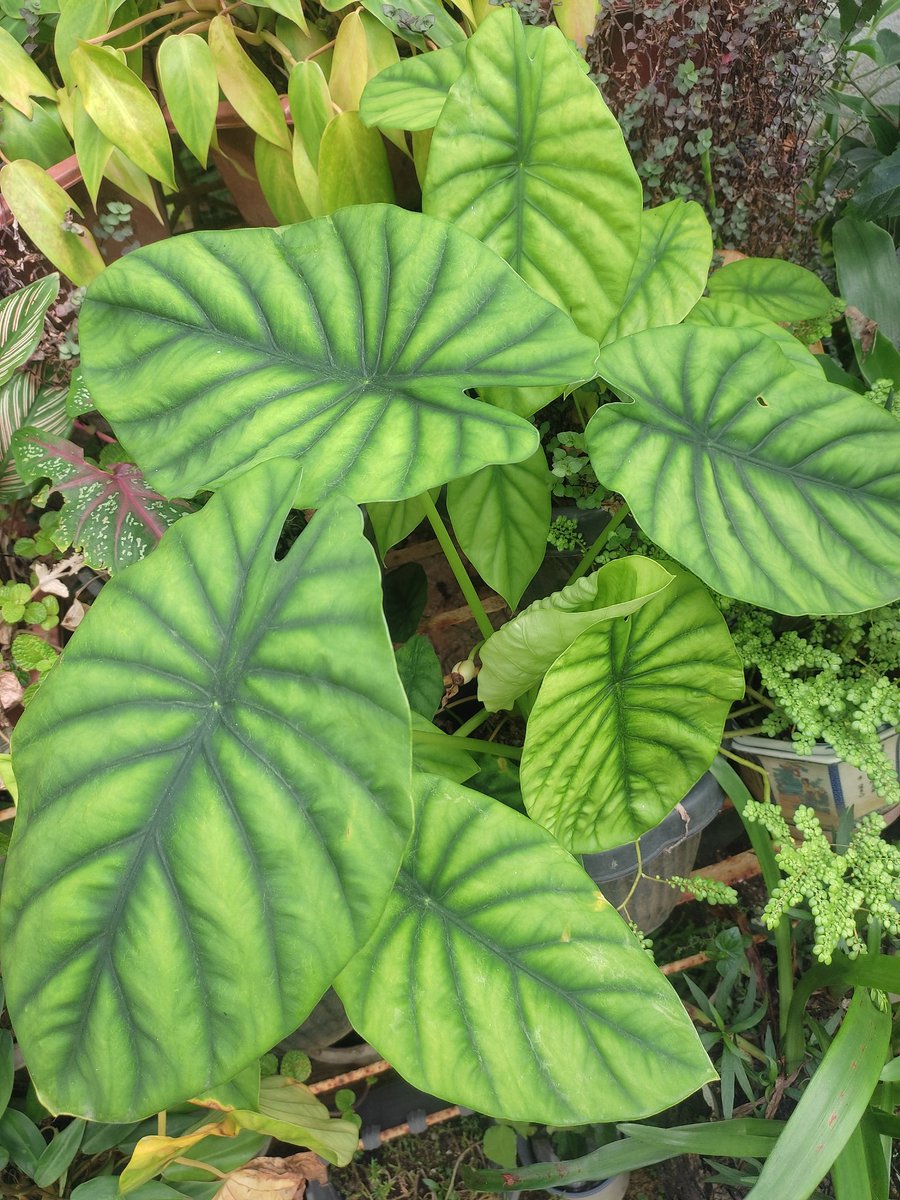 CallMe_Supremo's tweet photo. Parang gusto na din maging Plantito. ☘️ 🌵
#greenis💚 https://t.co/fndEXe0fRB