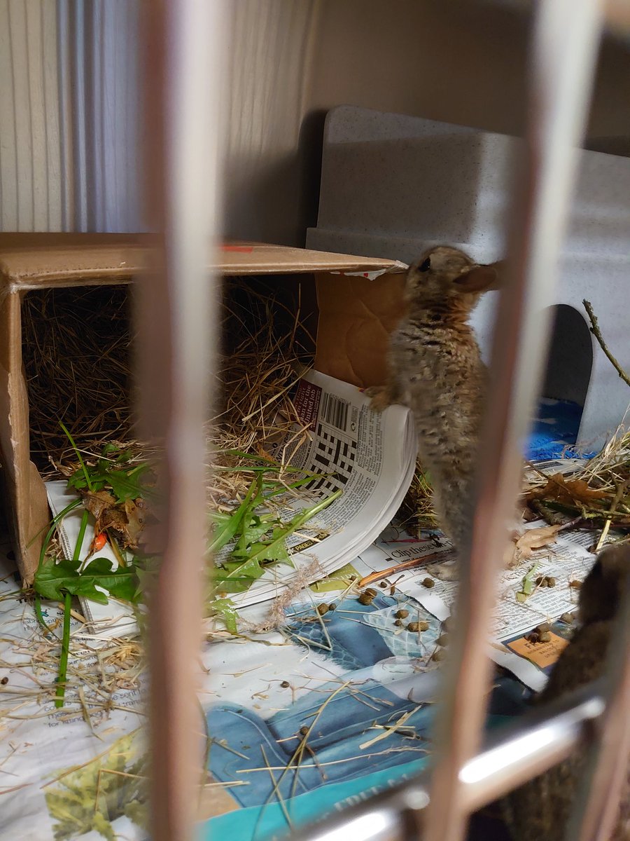 vanessa_gaskell's tweet photo. They are getting so big! https://t.co/T29v5WfU0J