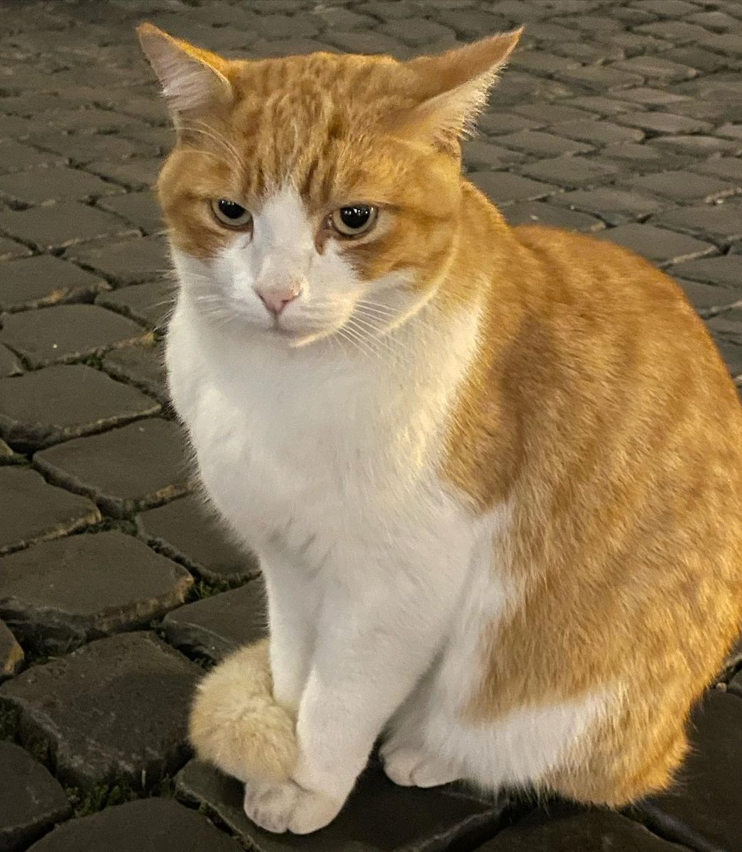 It’s Caturday! 🐾
Here is to you Vandross! 🐈 … from the Largo Argentina’s Feline Colony
ph @larissaromeguide

#rome #roma #turismoroma #romaurbeaeterna #caturday #gattorosso #gattoromano #coloniafelina #lovingcats