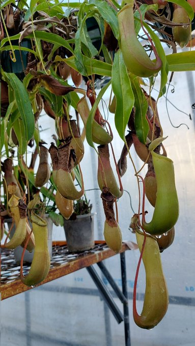 ウツボカズラ増えすぎて困ってる 