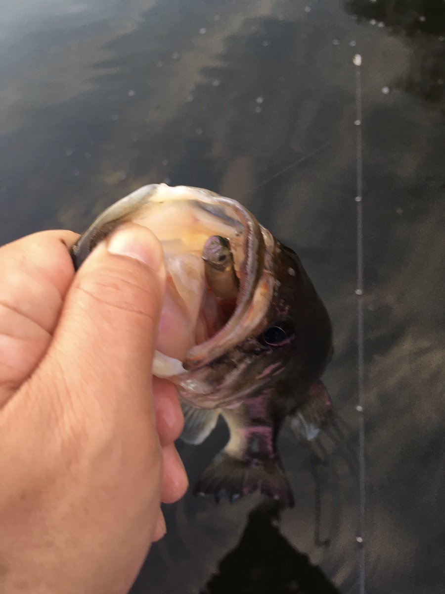 hamaone_F's tweet photo. 今更ではありますが、ホバスト初フィッシュ😭亀山の朝マズメで連続ヒット🎣
ノーカンな感じが苦手でしたが、YouTube見て少しコツを掴めたようです😊

#スーパーホバリングフィッシュ 2.5" https://t.co/WaPqrCmHK1