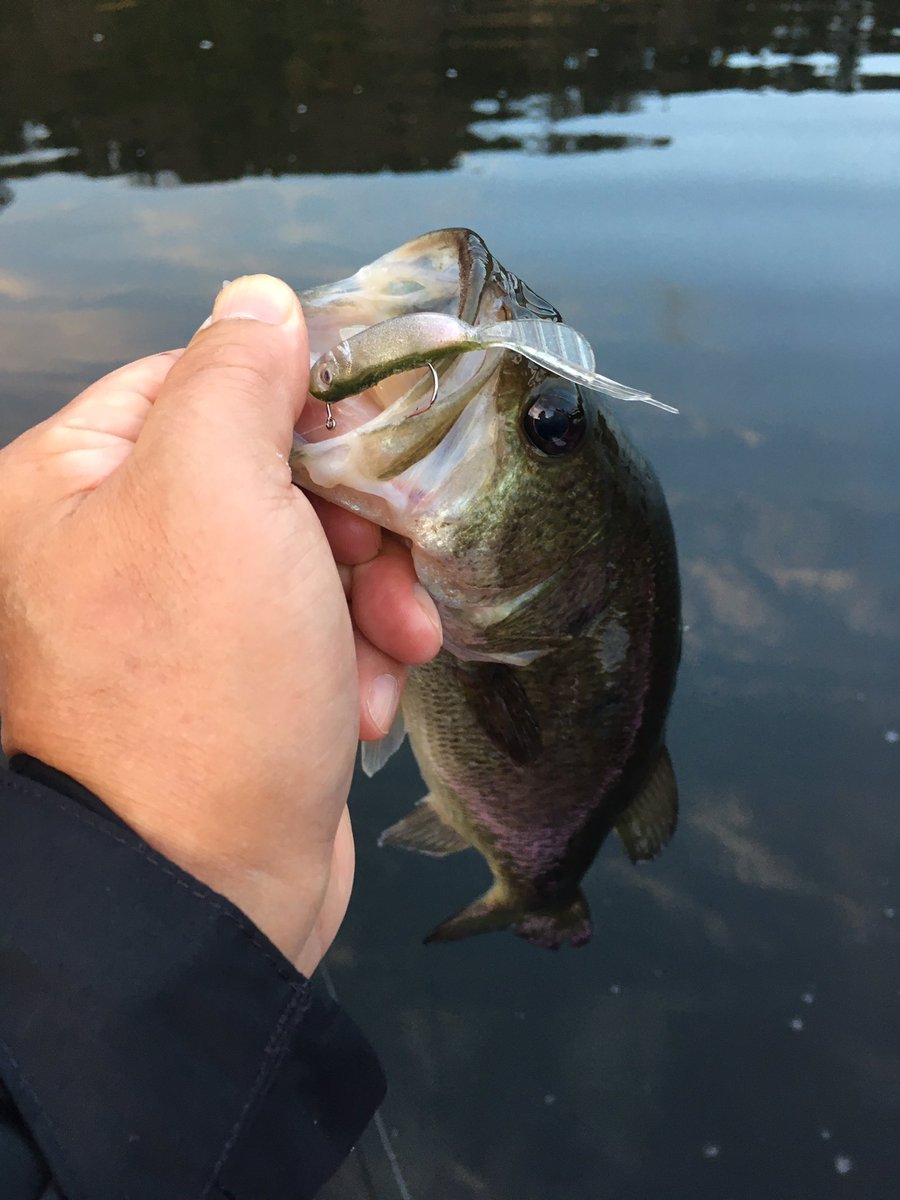 hamaone_F's tweet photo. 今更ではありますが、ホバスト初フィッシュ😭亀山の朝マズメで連続ヒット🎣
ノーカンな感じが苦手でしたが、YouTube見て少しコツを掴めたようです😊

#スーパーホバリングフィッシュ 2.5" https://t.co/WaPqrCmHK1