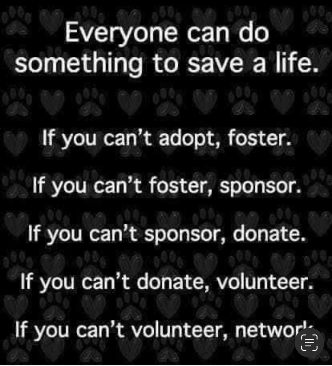 To foster or adopt - foster@dogsonthestreets.org 

To donate / sponsor -
dogsonthestreets.org/donate

To volunteer -
hello@dogsonthestreets.org 

To network -
RT 

Thank you for your continuous and kindness support, you help DOTS turn around every day 🧡