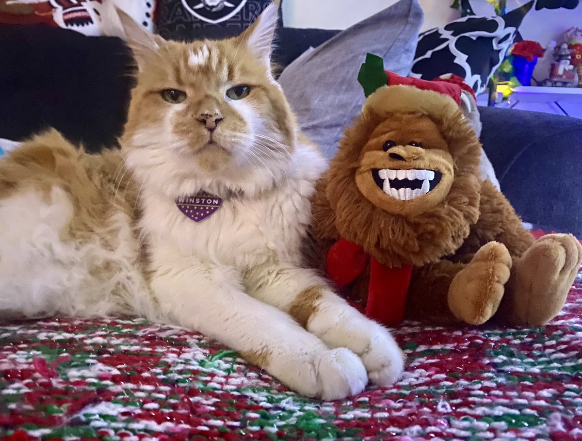 He’s in my spot. 
#Caturday #holidays #CatsOfTwitter #cute #SeasonsGreetings  #WINTER #bigfoot