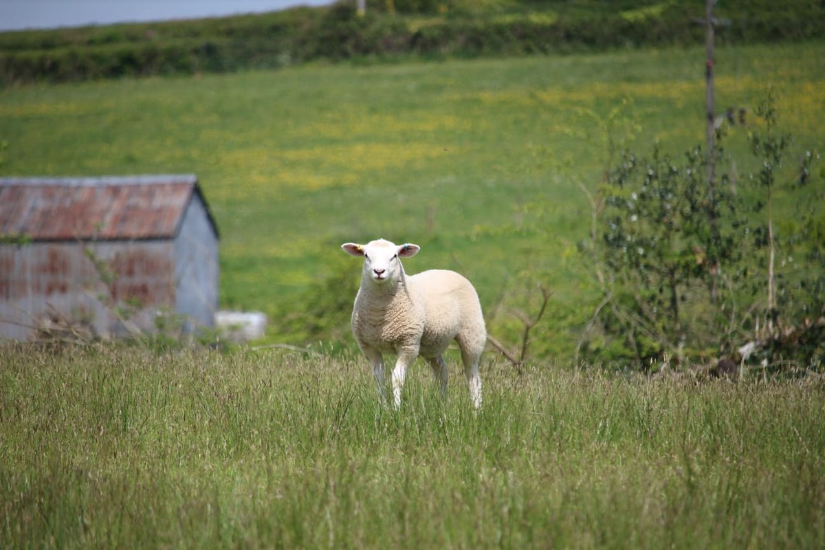All New - Birth Notifications Bolt-On!

We recognise the importance of being able to register lambs, calves, kids, piglets, etc at or soon after birth. 

also features the ability to take payments &amp; charge per individual animal, or per litter, directly within the system!