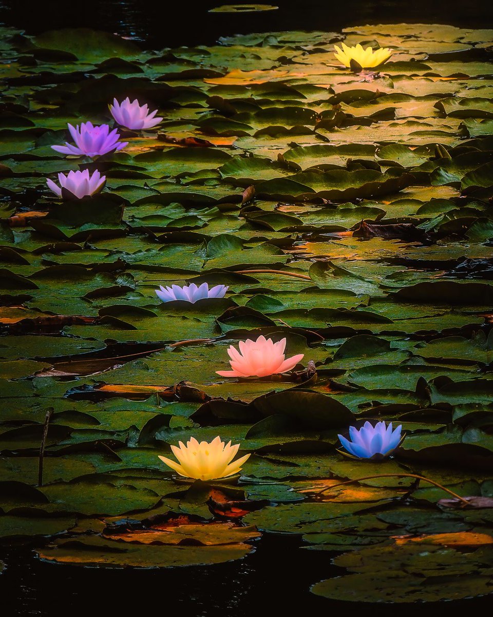 Good morning, Good morning, and Happy Saturday!

There’s still some time left to jump into the auction for “Lilies in Dromoland Lough” live now on Foundation! Current bid: 0.10 ETH

Link ⤵️