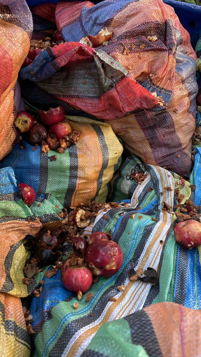 25mm's tweet photo. Two weeks ago in rainy Somerset with Gimlet Bar friends, sorting and pressing apples for cider. I think we processed >400 litres that weekend! Tasty tasty https://t.co/txKqee39cb https://t.co/huDGxt7uk7
