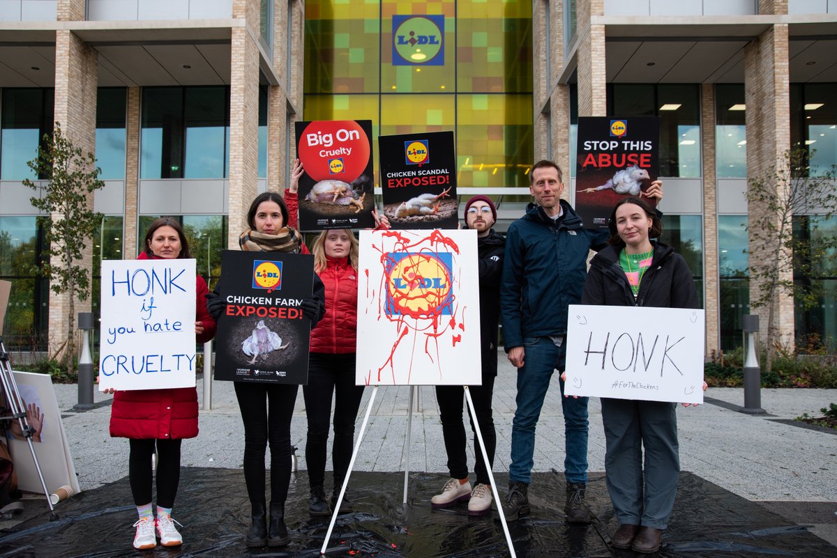 humaneleagueuk's tweet image. 250,000 signatures across Europe! 

Thanks to the tireless work of animal organisations, volunteers, and supporters, Lidl&apos;s cruelty is being exposed all across Europe.

Sign our petition to tell @LidlGB to commit to better chicken thl.link/lidl-scandal