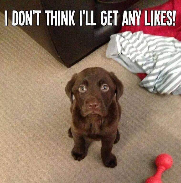 Dalbodog tweet picture