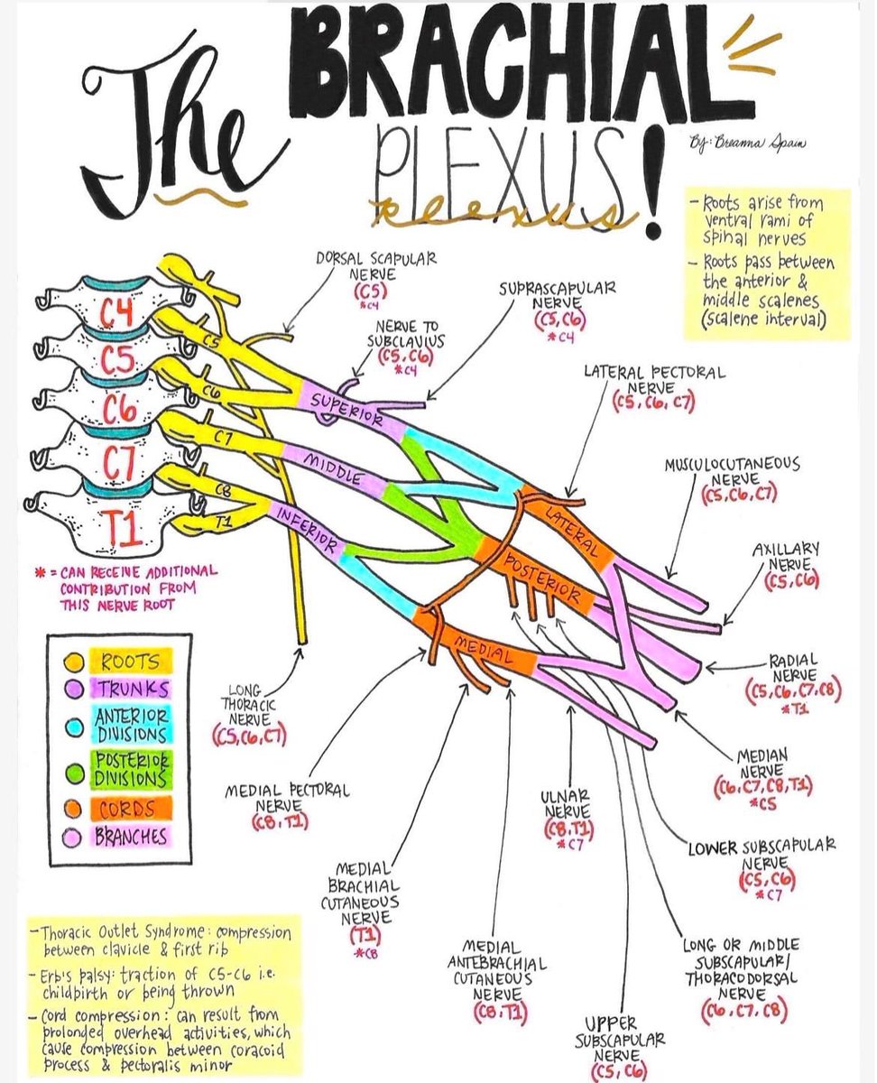 PTstep_'s tweet photo. ثريد شامل عن الضفيرة العضدية -Brachial plexus ومسارها في الجزء العلوي من الجسم مع شرح لكل عصب 🤩🤚🏻 https://t.co/xkU80tj4GQ