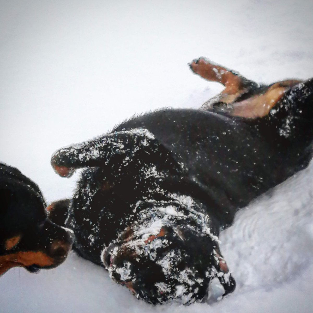 Peekaboo!!! I just Photo Bombed Sherman and he has no idea 📷💣🤣❄️🤣❄️🤫🌼🌼🌼Don't say a word 🤫🤣🤣🤣🤣#photobomb #weekendvibes #everydayalittlefun #Snowweilers