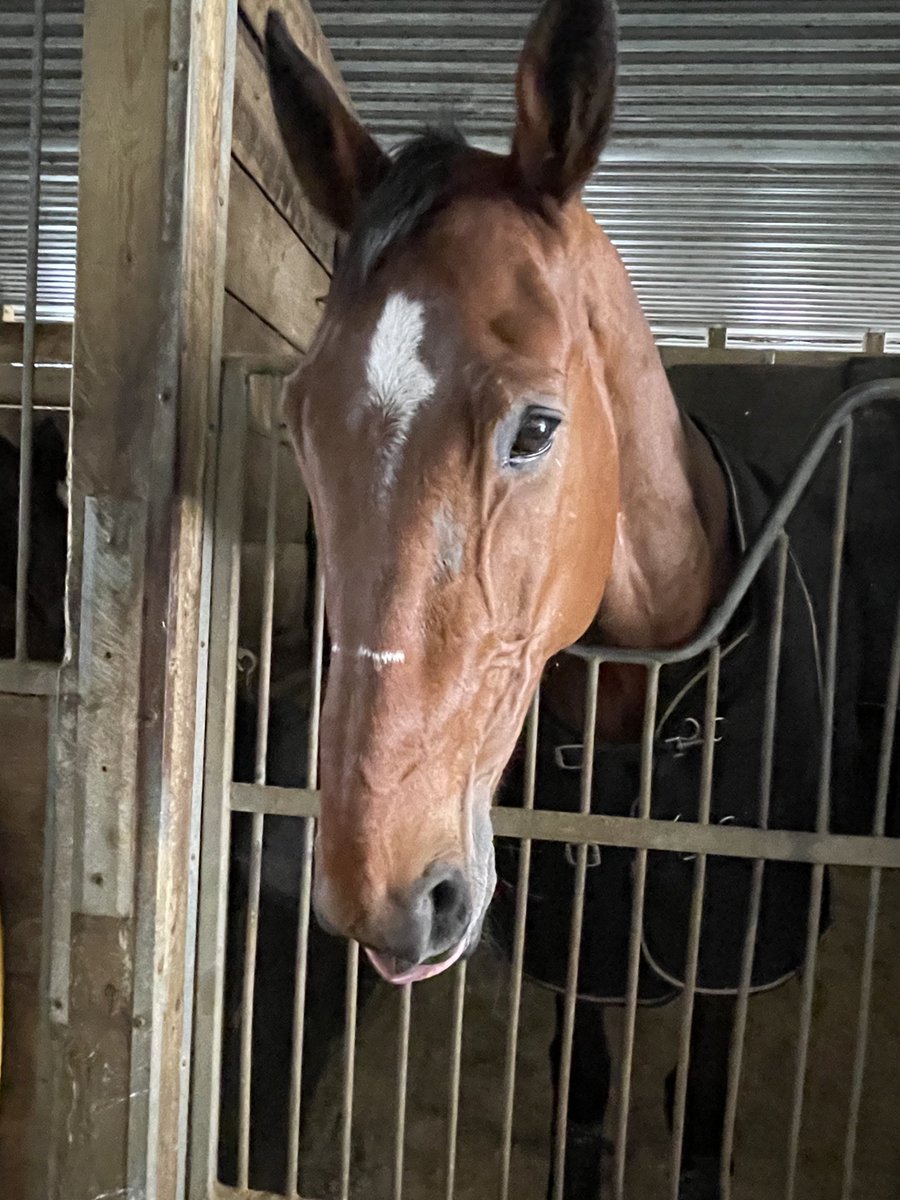 LusiAndAlbert's tweet photo. #MAGICAL #ALBERT (racing tonight)
Location: Mohawk Park,
Date: Saturday, December 3
Race: #1
Post time: 7:00pm
Post: 8
#herdfamily #preemieturnedpacer #homebred #thebountyofillusionist #magicalalbert https://t.co/5hKdZArJqR