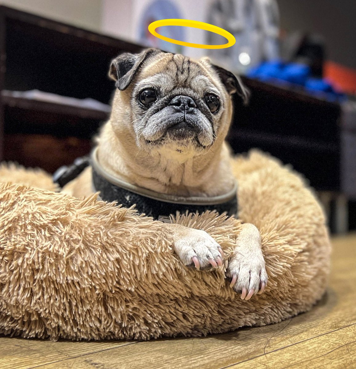serenakellylmao's tweet photo. just found out that Noodle the pug has passed away so I think I’m going to drown my sorrows in Kraft Singles https://t.co/lE4ZwGK7lZ