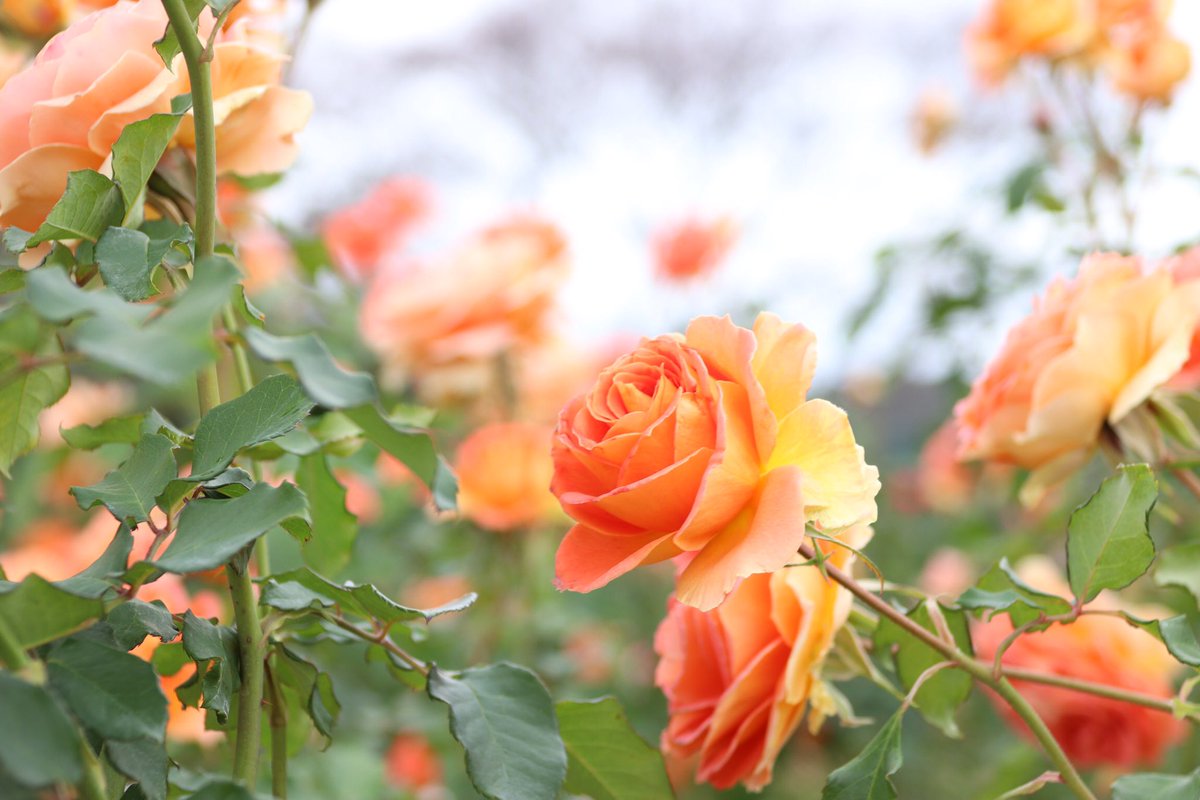 kaeru6116's tweet photo. オレンジ色のバラの花言葉は「絆」

例え居なくなってしまってもその心は繋がってる✨

例え離れ��れであっても気持ちは繋がってる🍀

それは家族や友、愛するペットや愛情注いで育てた花々、このTwitterで出会った仲間、全てにおいて同じ事😊

皆んなで頑張ってこうぜいー👍

#TLを花で飾ろう https://t.co/cDhB3ywZ2e
