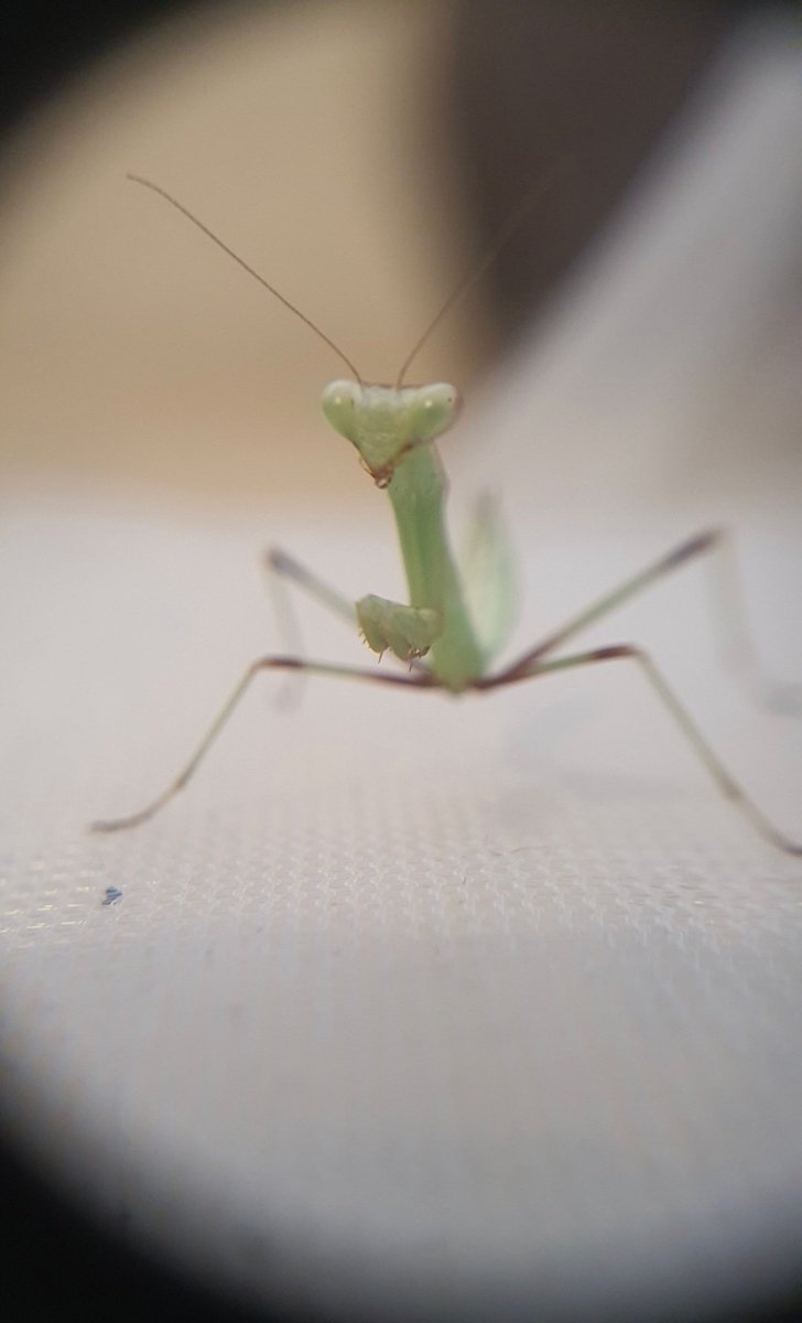 By putting a handlense over my phone's camera, even a dunce like me can take a halfway decent macro-photo 🤣

#macrophotography #mantis #entomology