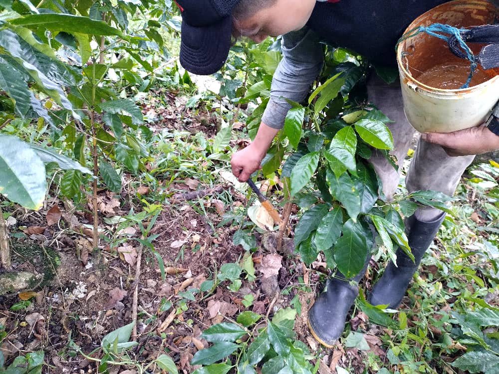 La visita permitió detectar la presencia de #Chupones y #Palomilla en una #Zoca de #Café, recomendando la aplicación #Fungicida en los cortes para evitar el brote de hongos patógenos.

#03Dic
<a href="/FreddyBernal/">Freddy Bernal</a>
<a href="/Gob_Tachira/">Gobernación del estado Táchira</a>
<a href="/LuisMoraTachira/">Luis Mora</a> 

#ResistenciaHeroica