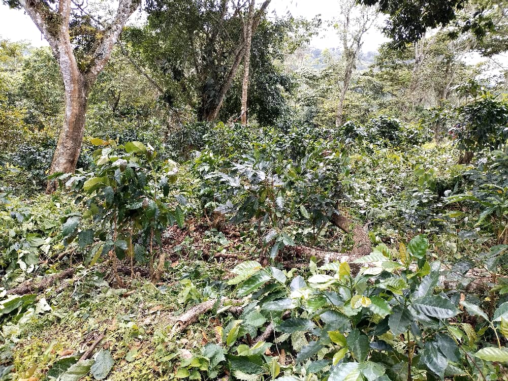 El horas del mediodía de este #Viernes #02Dic, técnicos del <a href="/iapret_tachira/">Instituto Autónomo de Producción Rural Edo Táchira</a> brindaron la asistencia técnica para el monitoreo de un cultivo ubicado en la finca cafetera "Altagracia" del Municipio Córdoba.

#03Dic
<a href="/FreddyBernal/">Freddy Bernal</a>
<a href="/Gob_Tachira/">Gobernación del estado Táchira</a>
<a href="/LuisMoraTachira/">Luis Mora</a> 

#ResistenciaHeroica