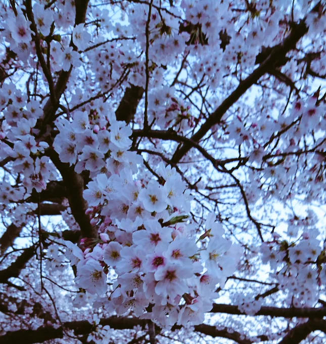 もうおせちの話してるならこっちは桜で対抗する 