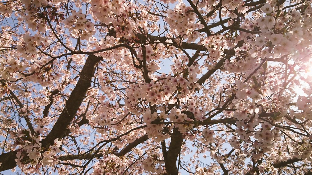 「もうおせちの話してるならこっちは桜で対抗する 」|佐原衣沙代:4/7〜4/16「 Sweets Secrets 」のイラスト