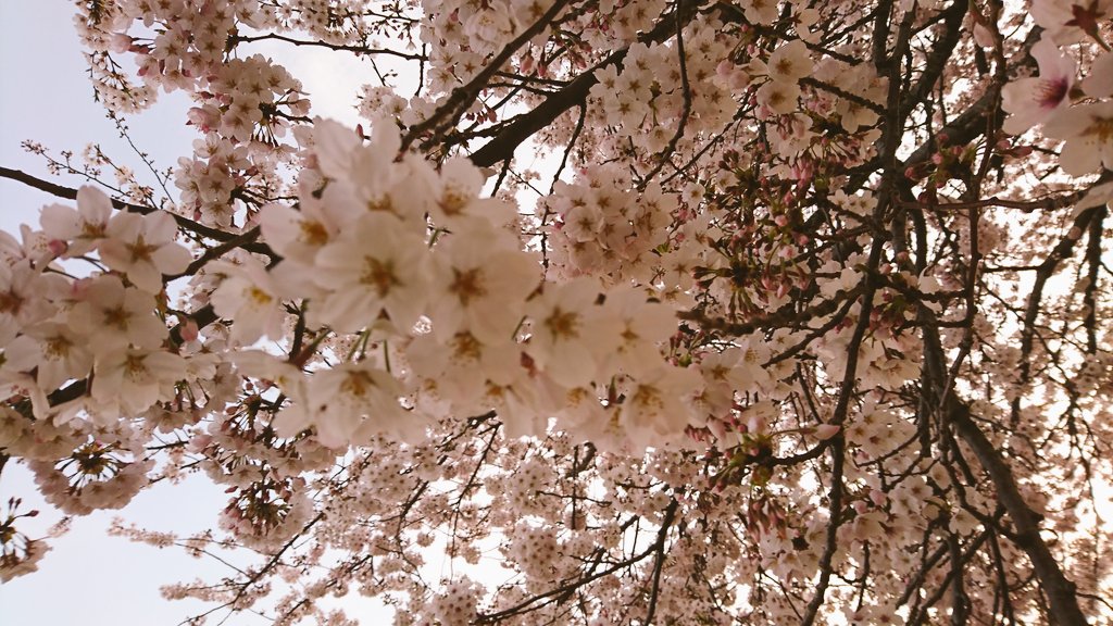 「もうおせちの話してるならこっちは桜で対抗する 」|佐原衣沙代:4/7〜4/16「 Sweets Secrets 」のイラスト