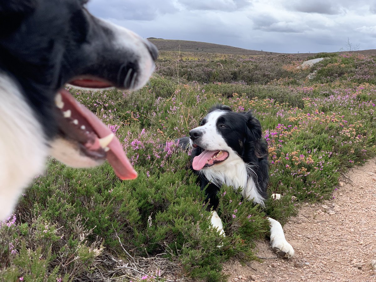 e_macdonald2's tweet photo. @bunsenbernerbmd Roy and Buzz out and about! https://t.co/ugZiqICjEG