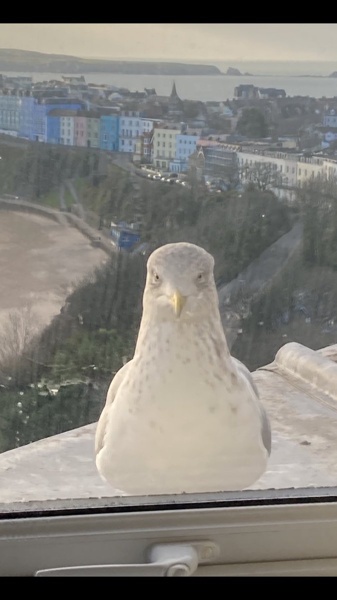 jason_harrold's tweet photo. Anyone #tenby locals know why this gull is so annoyed ? #alarmcall @VisitPembs https://t.co/pRGuRMjpOl