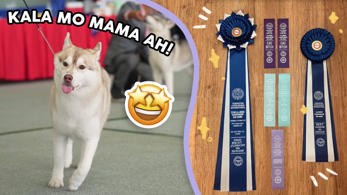 *NEW UPLOAD* 🐽🏅
UNEXPECTED WIN from our bunso! (15-month-old husky)

YT Link: youtu.be/7c4S7mm0MZI