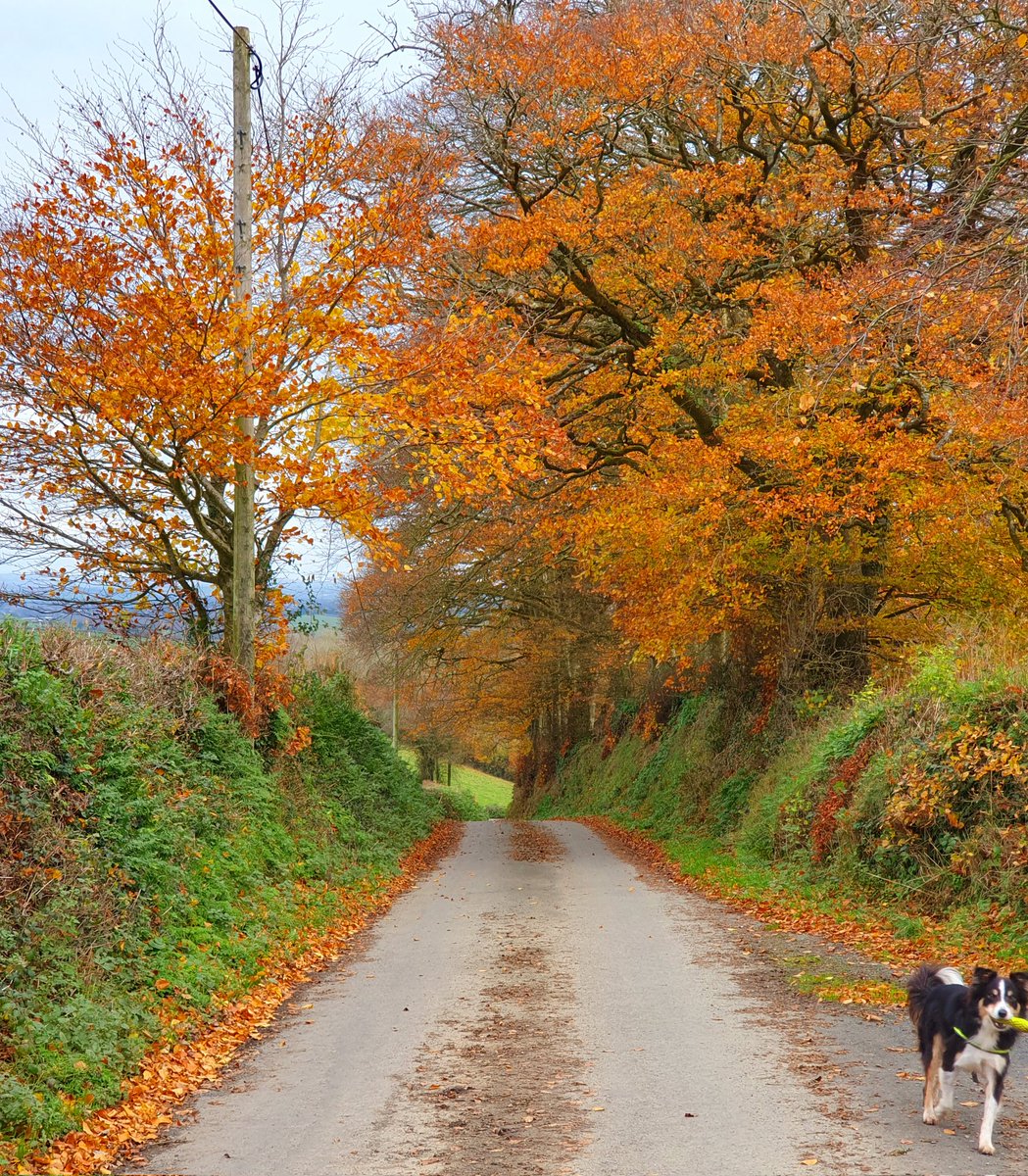 hjgough's tweet photo. Today reviewing Umberleigh- South Molton 2 (UmbSou2) for #SlowWays. As @timryansummit2s has already reviewed, we should snail it today. Its flippin' cold tho! #brrr #Umberleigh #SouthMolton #Devon #snail #winterwalk #DogsUsingSlowWays https://t.co/AaSEH0Wz3n