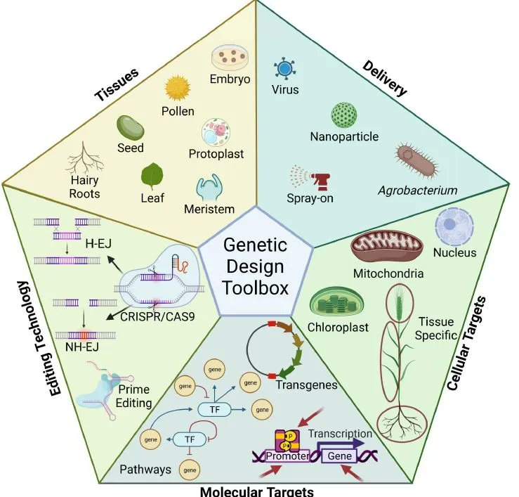 Abiotic stress in plants (Green Survivors) (@abioticstress) on Twitter photo Review by Andrew F Bowerman et al <a href="/BotanicGeek/">Caitlin Byrt</a> <a href="/barry_pogson/">Barry Pogson</a> <a href="/ThePlantCell/">The Plant Cell</a> <a href="/ASPB/">ASPB</a>
✔️Potential #abiotic stress #targets for modern #genetic manipulation
🔓academic.oup.com/plcell/advance…
#PlantSci #SciComm #CRISPR #drought #salinity #ClimateChange #Biotechnology <a href="/3crbio/">3CR Bioscience</a> <a href="/GeneticsSociety/">ASHG</a> Review by Andrew F Bowerman et al <a href="/BotanicGeek/">Caitlin Byrt</a> <a href="/barry_pogson/">Barry Pogson</a> <a href="/ThePlantCell/">The Plant Cell</a> <a href="/ASPB/">ASPB</a>
✔️Potential #abiotic stress #targets for modern #genetic manipulation
🔓academic.oup.com/plcell/advance…
#PlantSci #SciComm #CRISPR #drought #salinity #ClimateChange #Biotechnology <a href="/3crbio/">3CR Bioscience</a> <a href="/GeneticsSociety/">ASHG</a>
