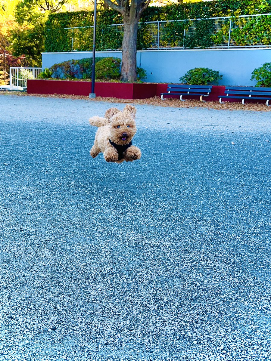 commune_os's tweet photo. ヒャッホー！！(^^)

#トイプードル #ノア君 #ノアの日常 #dog #めちゃくちゃ楽しそう #ウサギ犬 https://t.co/e4S9o81aGz