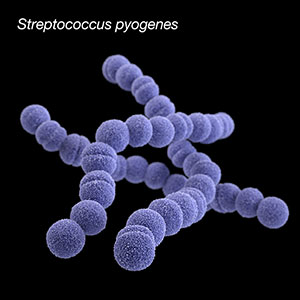 Ok so lots in the news right now about Group A Strep. But what's strep? And why on earth is it 'Group A'? Some microbiology A 'streptorial' 🧵