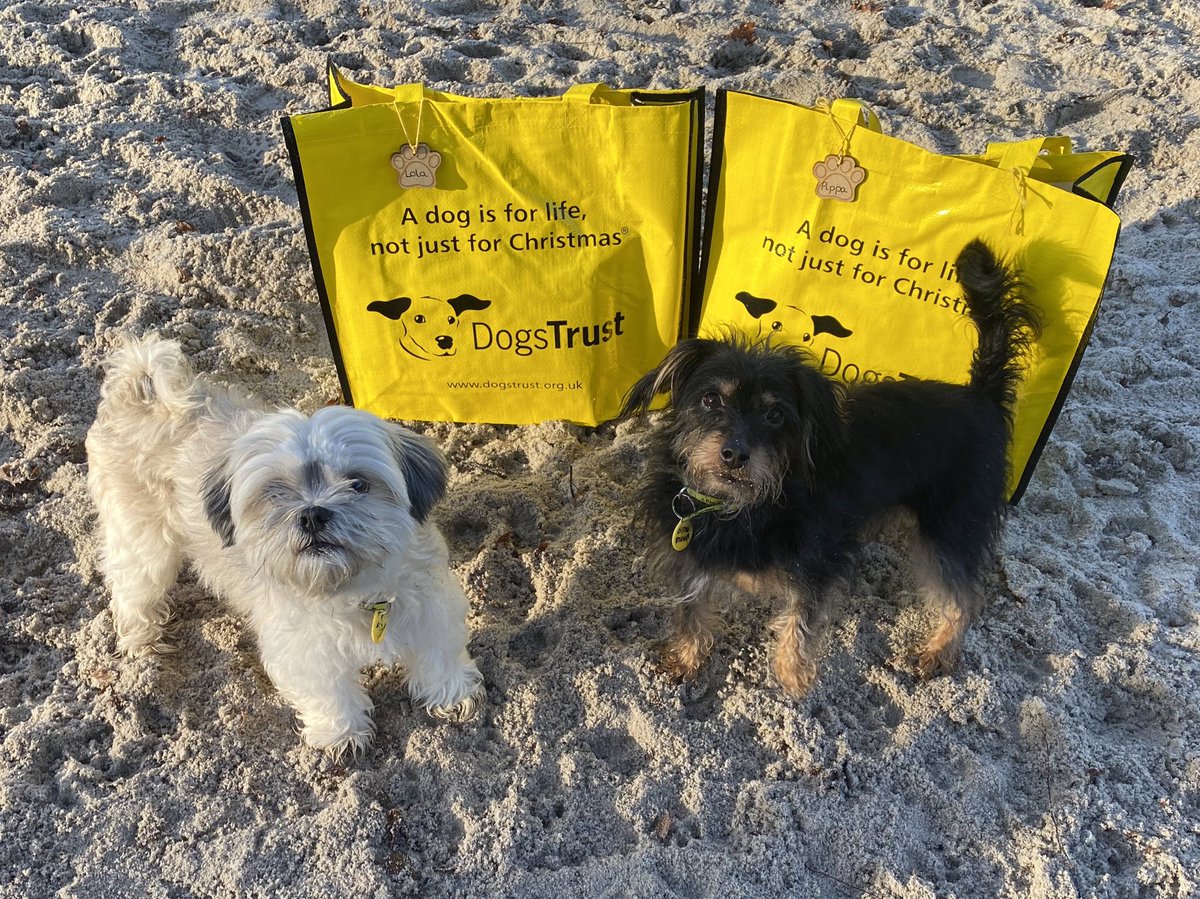 Do Dogs Trust Put Dogs Down