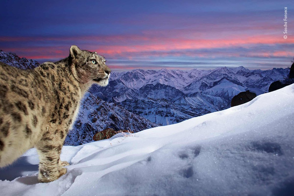 Wildlife photo of the week is a snow leopard caught by a camera trap in the Indian Himalayas. It is also shortlisted for the Wildlife Photographer of the Year at the Natural History Museum. theguardian.com/environment/ga…