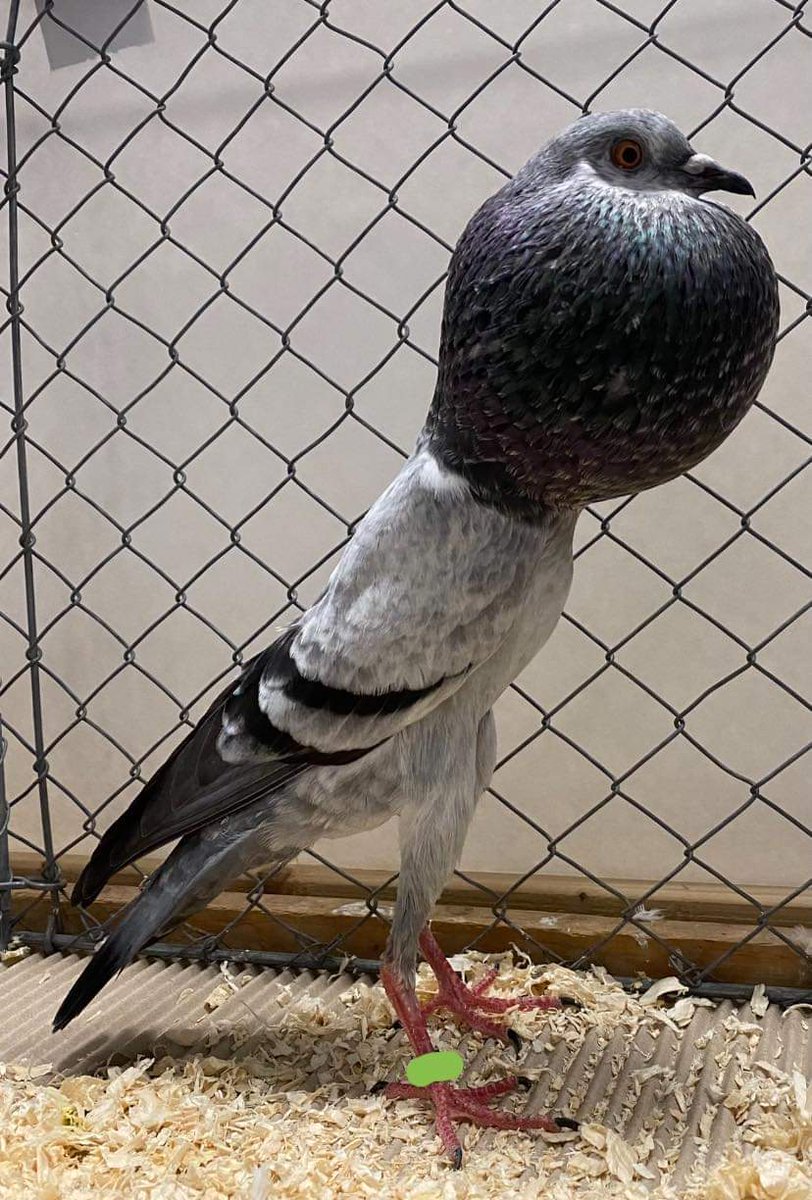 PigeonsTvs's tweet photo. https://t.co/VjRSonrPbe