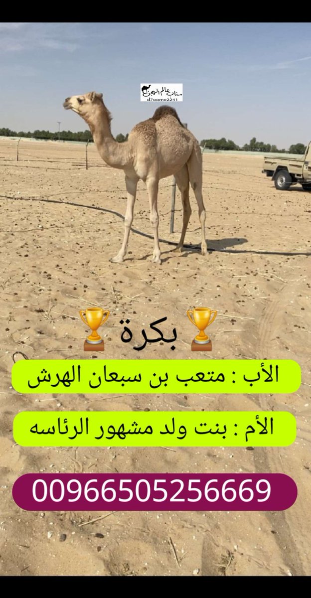 أفلح من ذكر الله 

العرض القادم : بكرة 

الأب : متعب بن سبعان الهرش

الأم : بنت ولد مشهور الرئاسه 

المعلومات : هي ثنو امها وبكر امها على بعير عادي وركضها طيب جدا  ( مثبوته البكرة ب دين وتحليل )

الموقع : الشرقيه - غرب بقيق

00966505256669