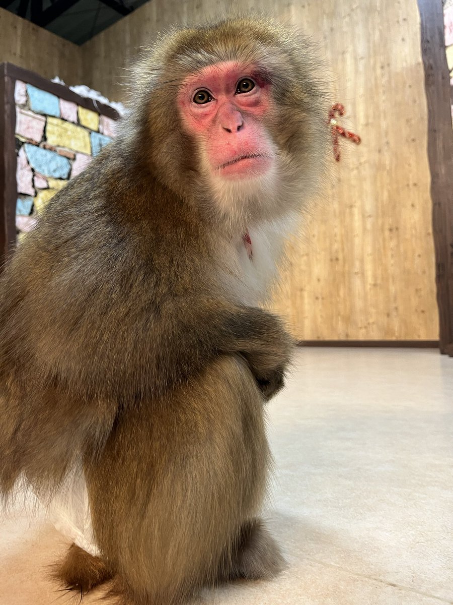 サル 様 宜しくお願い致します Kanimbandung Kemenkumham Go Id