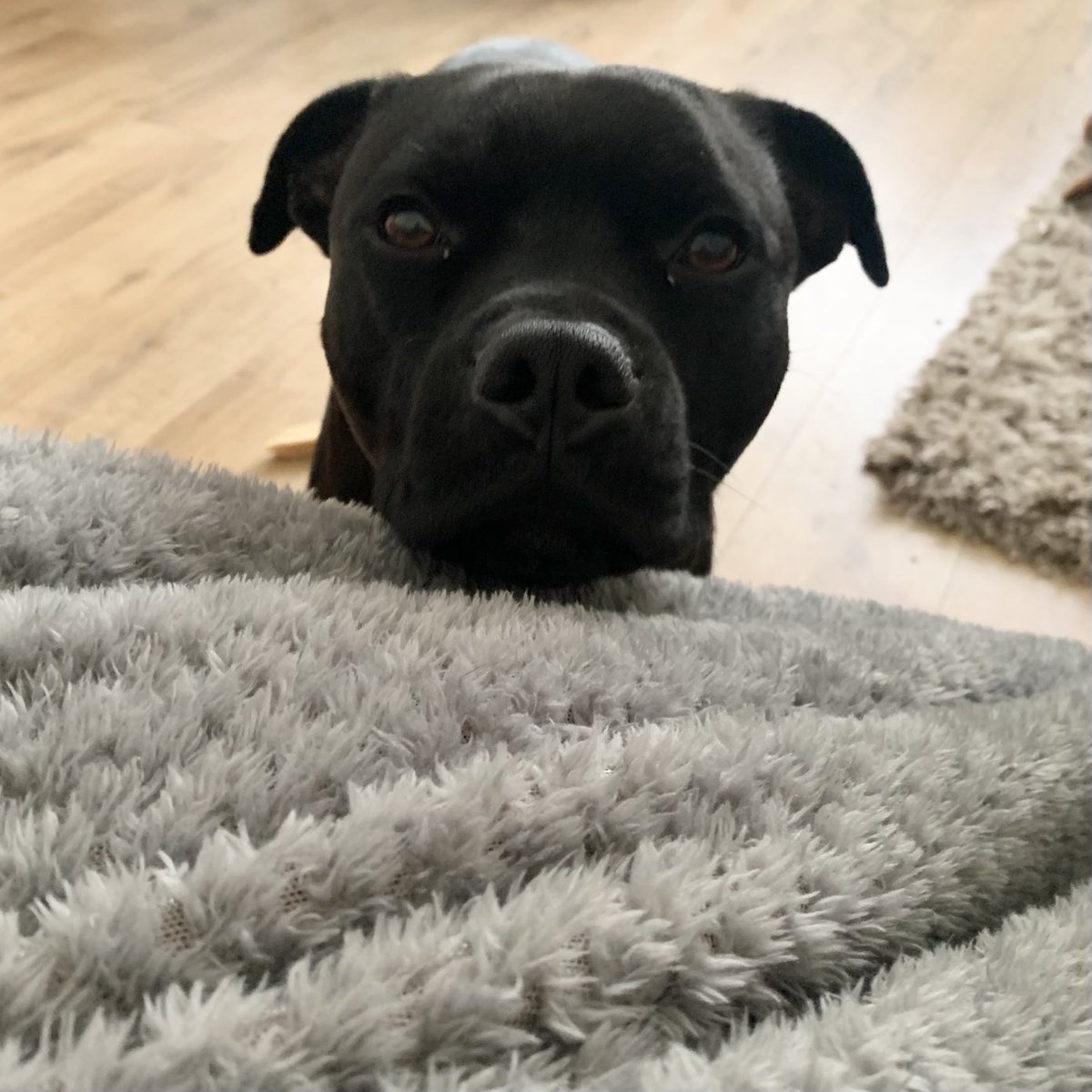 JulesAllenxx's tweet image. Morning everyone - we are having a lazy day on this #staffiesaturday ❤️