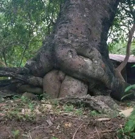 Trees out here getting laid, what's your excuse?