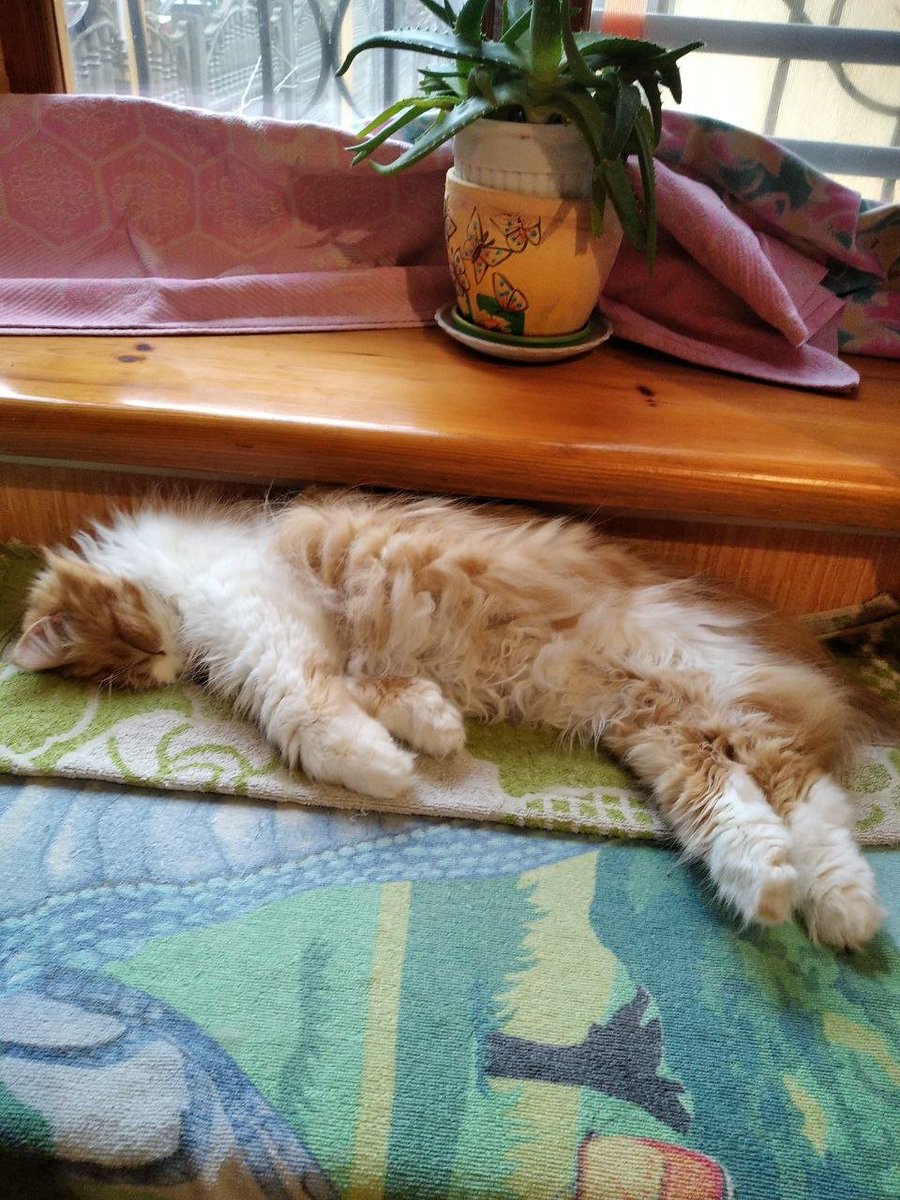 sprt_stanslvski's tweet photo. "Good meowning, go to work and I gonna wait for you." (c) #cat #Catwoman #Caturday #CatsOnTwitter #catsofinstagram #catelegram #CatWar https://t.co/xQPgM1vXdT