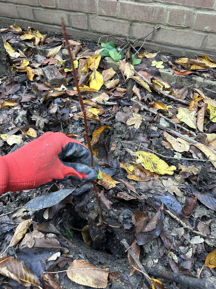 First of 200 new trees being planted in #camden Ingestre Estate for #NationalTreeWeek 

<a href="/TCVtweets/">The Conservation Volunteers (TCV)</a> <a href="/LDN_environment/">LDNMayor Environment</a> <a href="/MayorofLondon/">Mayor of London, Sadiq Khan</a> <a href="/QGCanopy/">The Queen's Green Canopy</a>