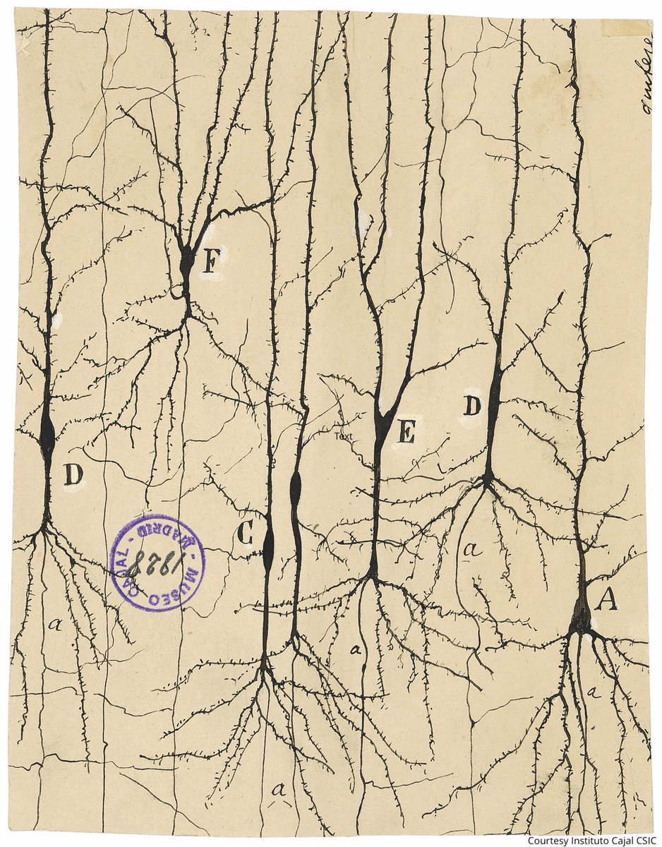 In the late 1800s Santiago Ramón y Cajal used his artistic talents to convey to others what he had seen in his microscope, producing beautiful drawings that illustrated how our nervous system works.

Learn more: bit.ly/3DfgUBp