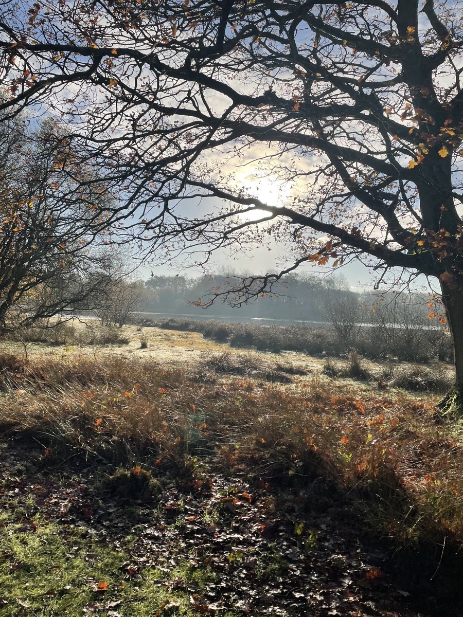 Jenlawconsulti1's tweet photo. #brownmoss nature reserve a hidden gem in #Shopshire @StormHour @ThePhotoHour #outdoors #autumn #naturephotography #sunrise https://t.co/sPsfEzFDrE