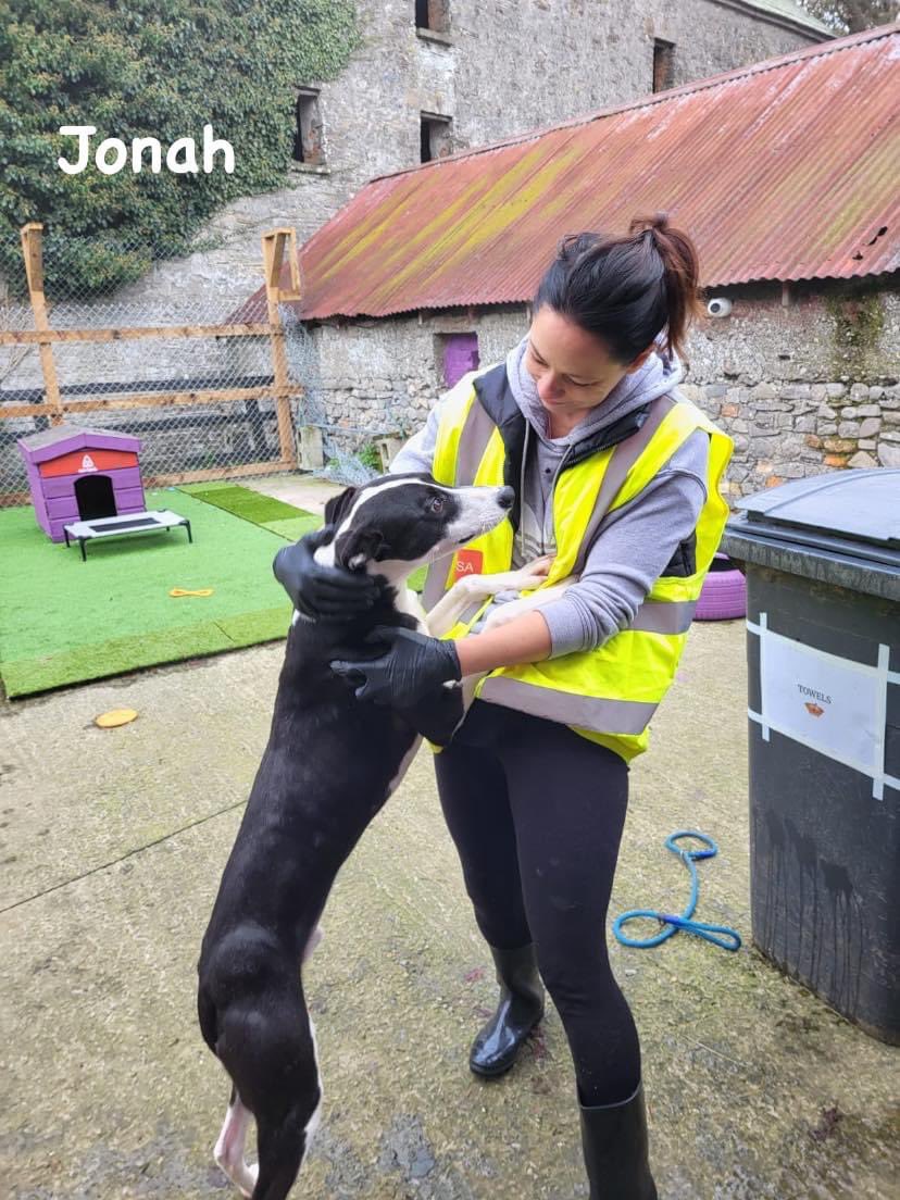 MyLovelyHorseR's tweet photo. Just some of our amazing dogs that would love a home to call their own - all dogs that deserve nothing but the best! 

Email
Dogs@mylovelthorserescue.com

#adoptdontshop #rescuedogs https://t.co/H20cYPheB6